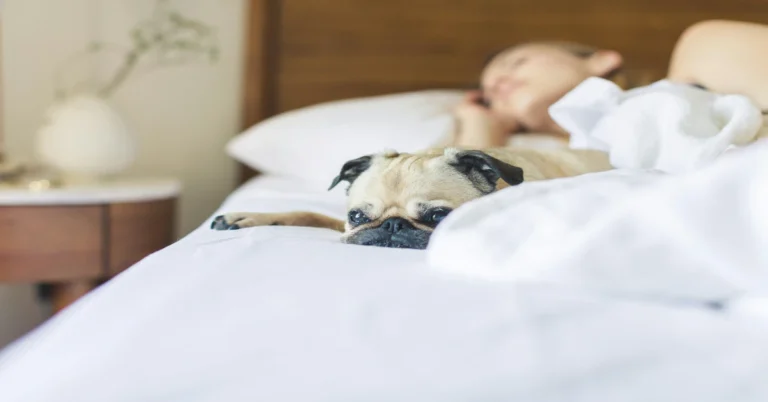 The Art of Rest: How Quality Sleep Transforms Your Lifestyle