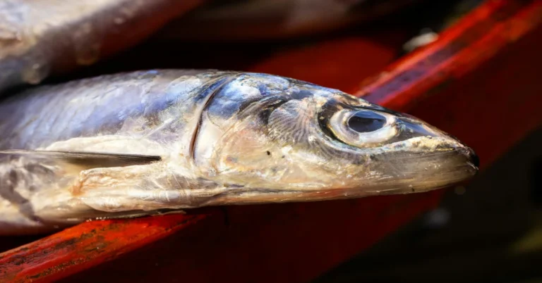 The Science‑Backed Health Benefits of Sardines