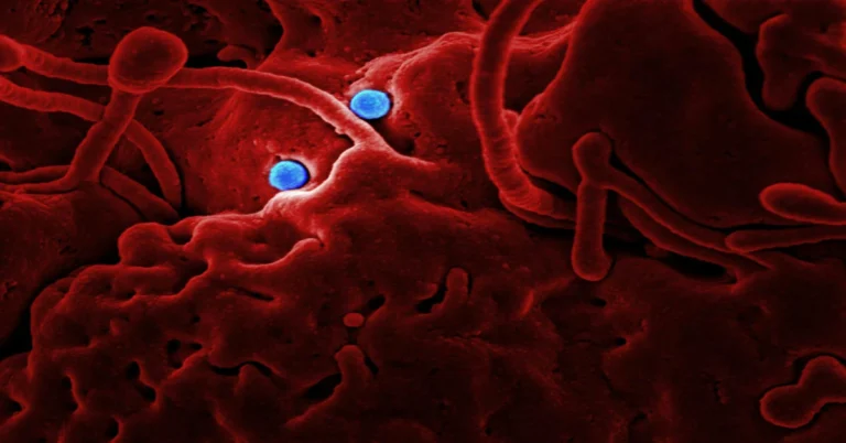 White Blood Cells vs Red Blood Cells: The Complete Guide to Understanding Your Blood’s Most Important Cells