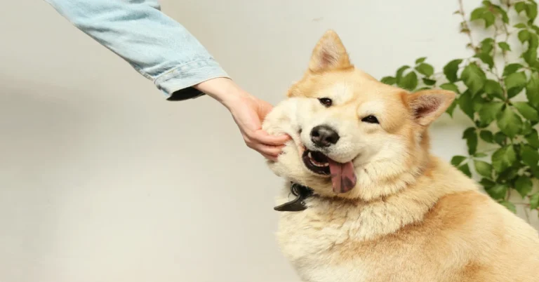 The Hidden Dangers of Dog Saliva: What Every Pet Owner Needs to Know