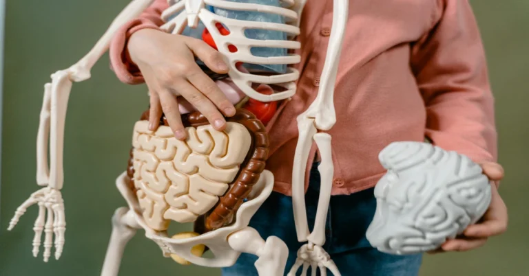 The Vital Importance of Kidney Functions for Overall Health