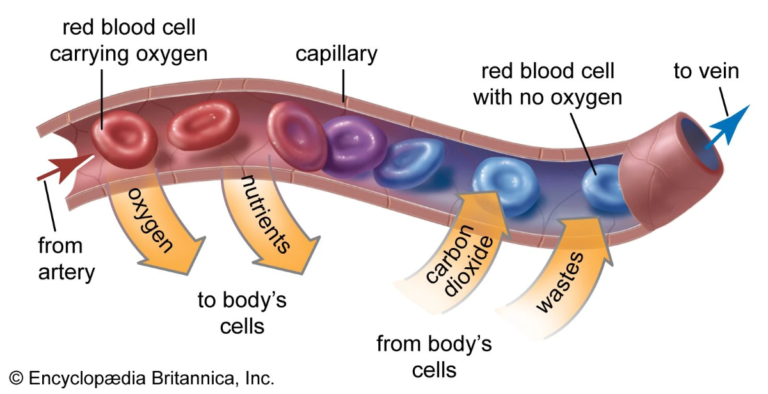 Red Blood Cells: Structure, Function, and What Your Results Mean